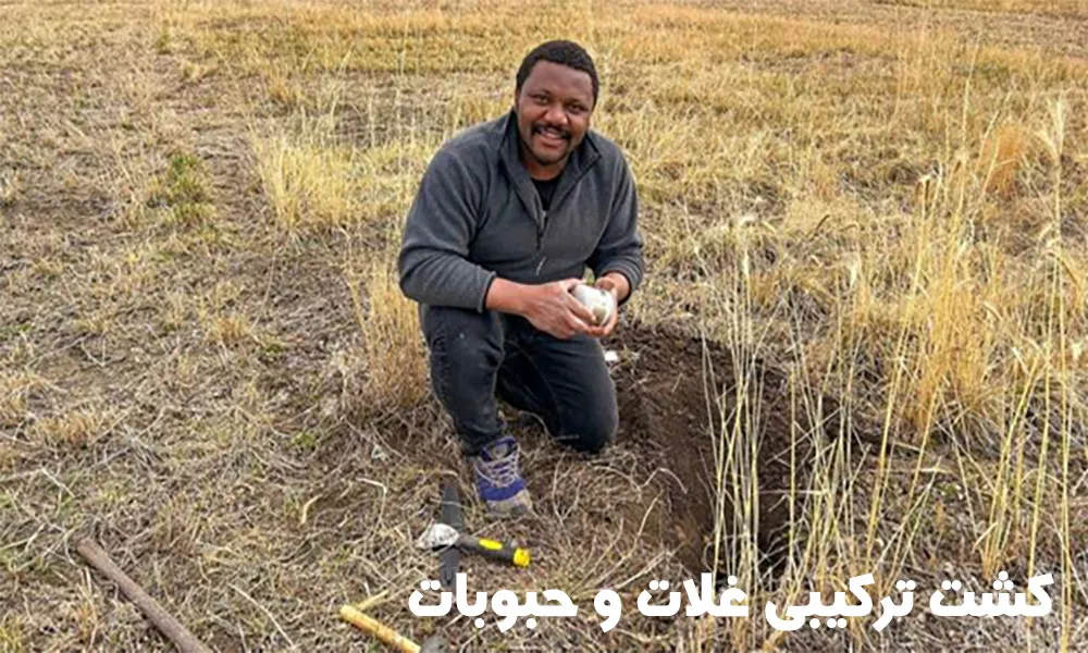 کشت ترکیبی حبوبات و غلات در کنار هم باعث بهبود عملکرد و پایداری بهتر محصول