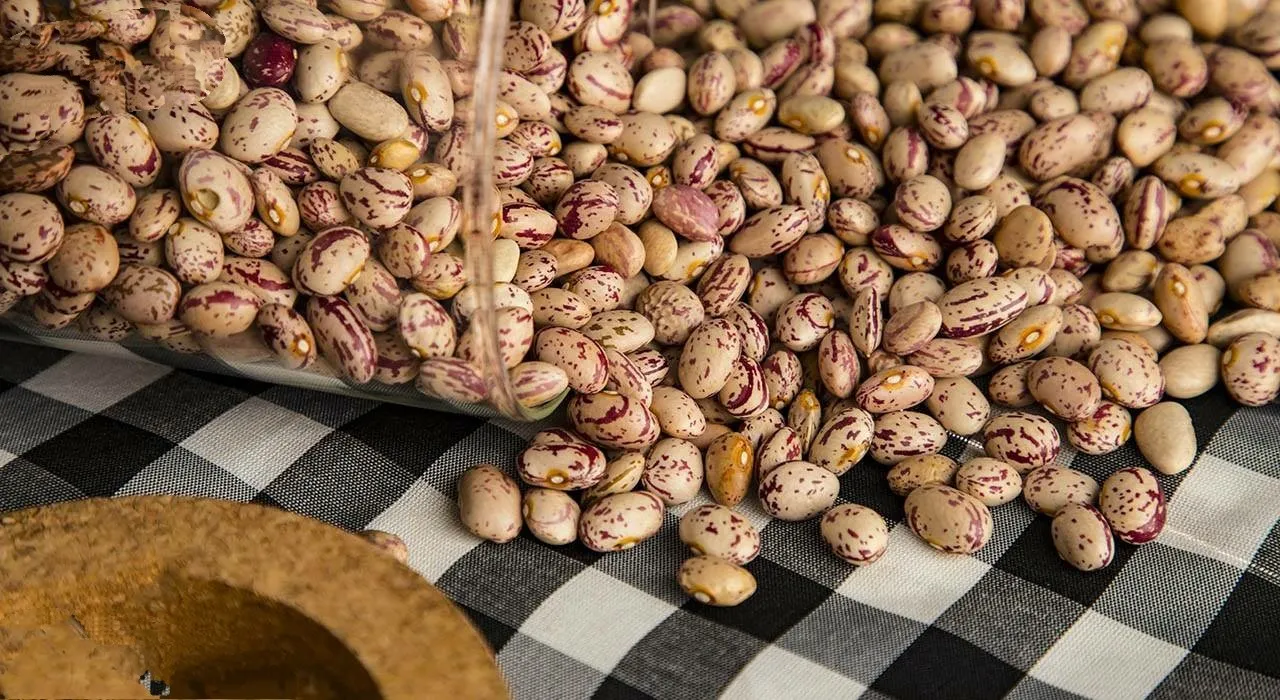 لوبیا چیتی خمین عکس لوبیا چیتی