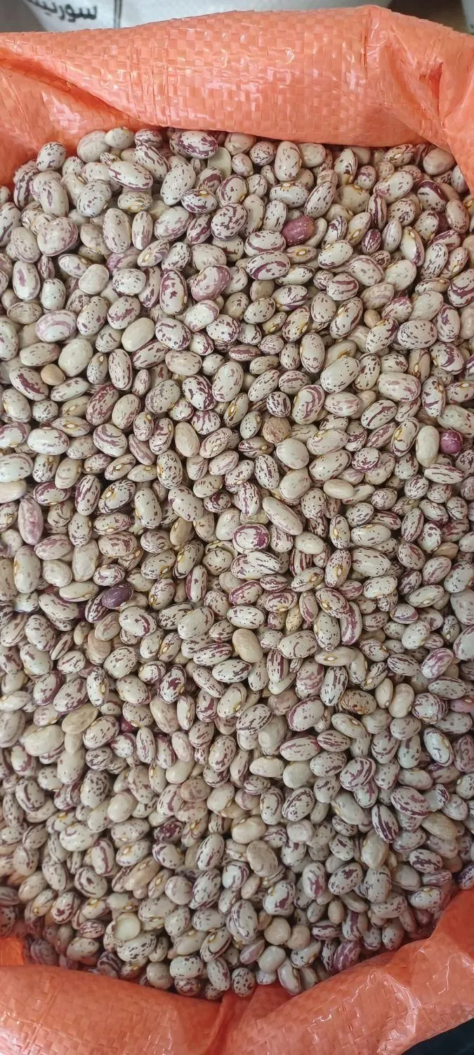 لوبیا چیتی زنجان عکس لوبیا چیتی