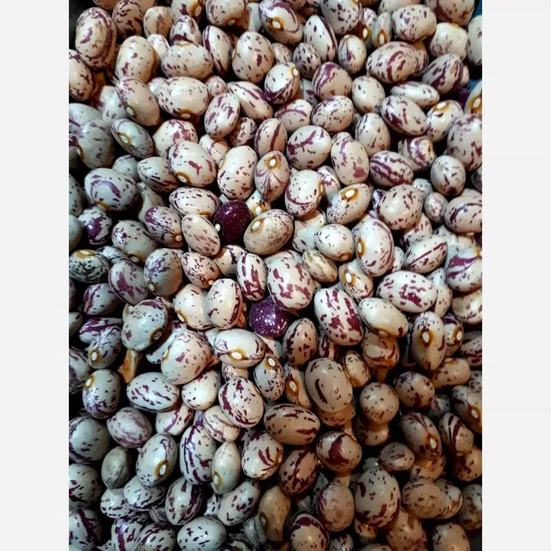 لوبیا چیتی زنجان عکس لوبیا چیتی